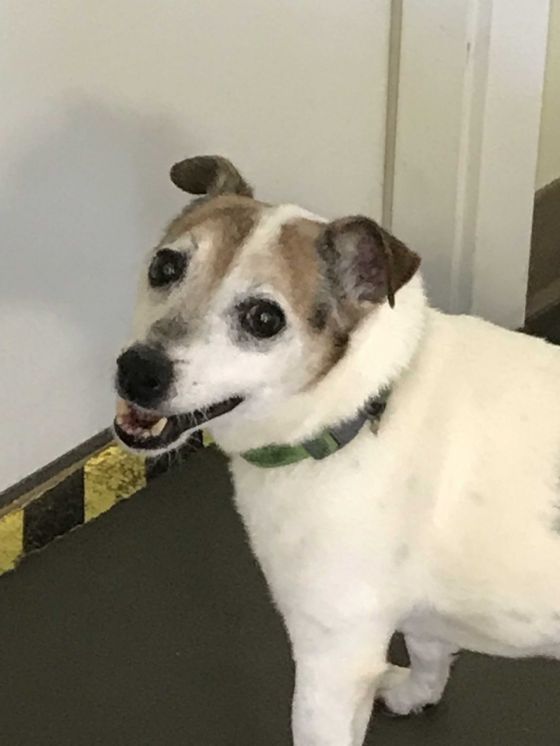 Buddy
